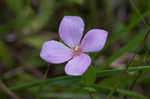 Fringed meadowbeauty